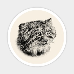 Manul-Pallas'cat Magnet